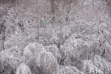 Snow covers tree branches after a big snow fall