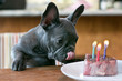 adorable blue brindle french bulldog puppy with tongue licking birthday cake steak