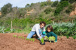 © Westend61 - Father and son planting lettuce seedlings in vegetable garden
