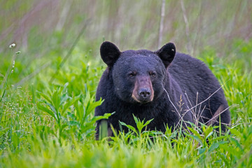 single black bear feeds on green grass in the smoky mountains.