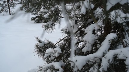 Wall Mural - Beautiful fairy snow pine branches in the winter Park.