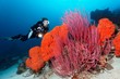 © imageBROKER - Diver is looking at the Orange elephant ear sponge (Agelas clathrodes) and the Red whip coral (Ellisella ceratophyta), Raja Ampat, Papua Barat, West Papua, Pacific, Indonesia, Asia