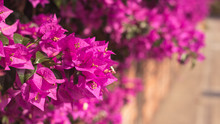 Purple Bougainvillea Flowers