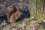 Fototapeta Paryż - Squirrel preparing for nesting in a pine tree in the suburb Bromma, Stockholm