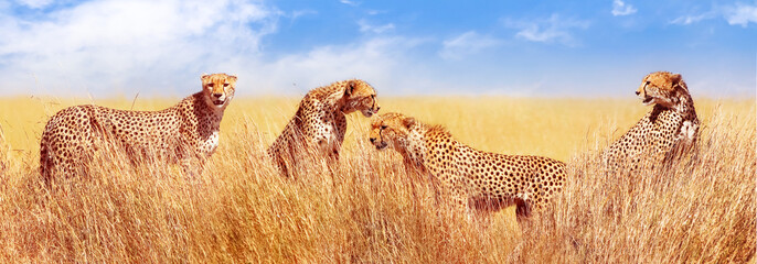 Wall Mural - group of cheetahs in the african savannah. africa, tanzania, serengeti national park. banner design.
