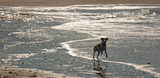 Fototapeta Kuchnia - Brittany spaniel dog running on the sandbar at the mouth of Santa Clara river and the Pacific ocean at Ventura California United States
