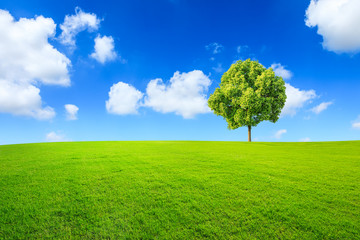 Green tree and grass field with white clouds