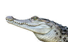 Freshwater Crocodile ( Crocodylus Mindorensis ) Isolated On A White Background. Lizard Living In Philippines.