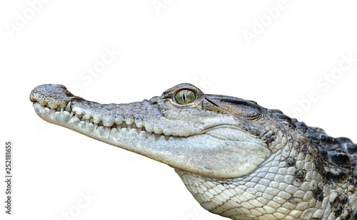Freshwater crocodile ( Crocodylus mindorensis ) isolated on a white background Poster Mural XXL