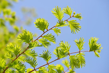 Spring branch with green leaves of Metasequoia glyptostroboides ( Dawn Redwood ) with blue sky in the background.