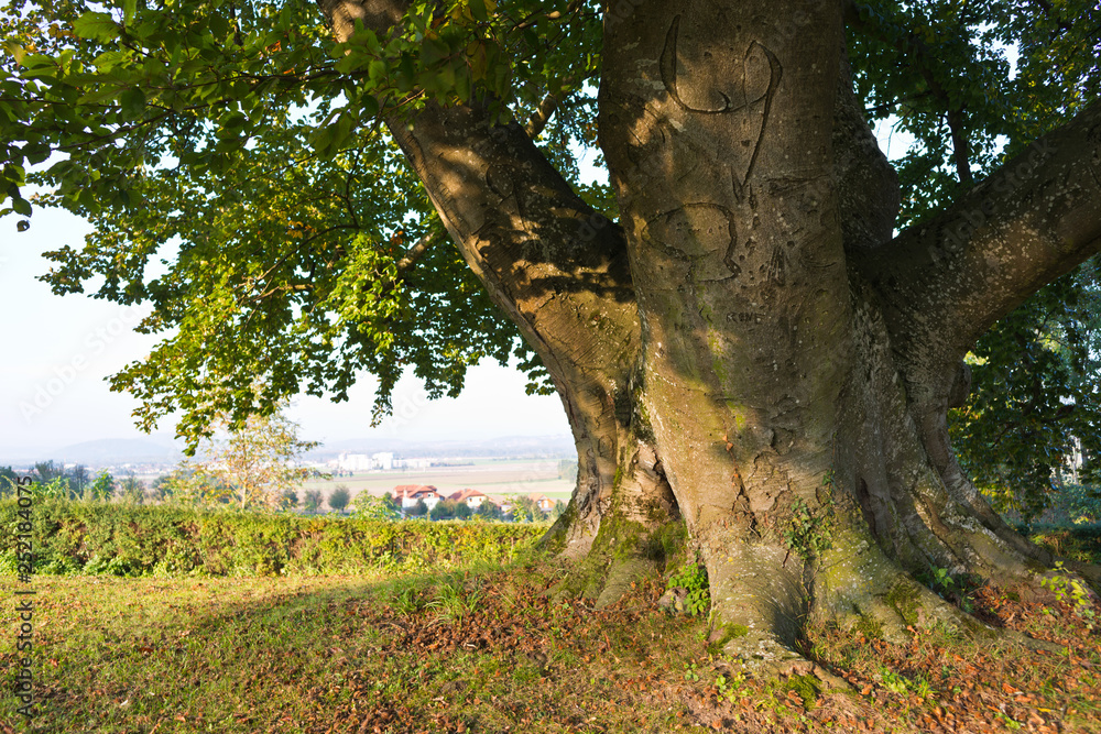 giant beech tree near tillysburg castle, upper austria - obrazy, fototapety, plakaty 