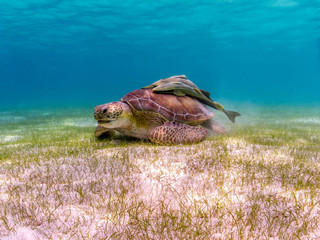 sea turtle with remora fish - akumal, mexico