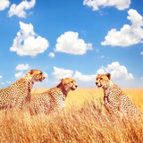 Fototapeta Sawanna - Group of cheetahs in the African savannah. Africa, Tanzania, Serengeti National Park. Square image. Copy space.
