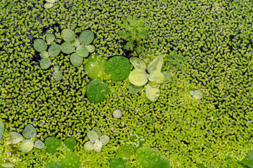 Wall Mural - Aquatic plant Salvinia auriculata