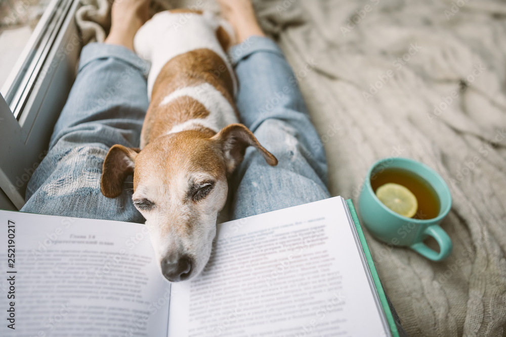 Napping dog and book. Perfest relaxed cozy weekend. Hot tea and interesting book - obrazy, fototapety, plakaty 