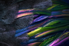 Close Up Photo Of Shimmered Feathers Of Paradise Bird. Abstract Background With Black Fluff And Colorful Plumage. Exotic Tropical Details.