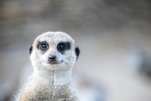 Portrait Of Meerkat Looking Straight At The Camera. Shallow Depth Of Field.
