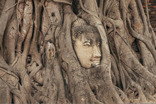 Head Of Sandstone Buddha In The Tree Roots At Wat Mahathat, Ayutthaya, Thailand