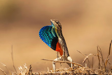 Fan-throated Lizard, Sitana Ponticeriana, Talegoan, Maharashtra, India.