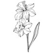 Vector Narcissus floral botanical flower. Black and white engraved ink art. Isolated narcissus illustration element.