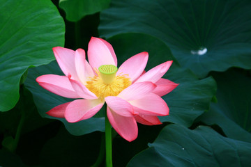 Wall Mural - lotus in the pond