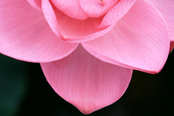 Canvas Print - pink lotus flower