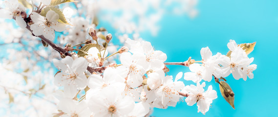 Wall Mural - Spring abstract background of blossoming cherry