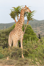 Giraffe Next To Aloe