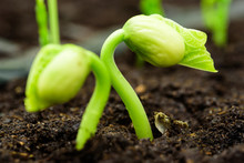 Fresh Bean Sprout Breaking Through The Soil.