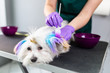 Maltese dog at grooming salon. Groomer dyeing dog's hair using pet hair dye.