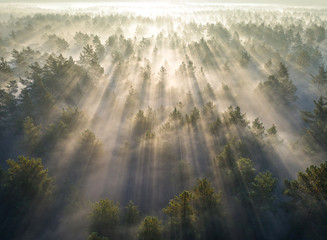 Naklejka drzewa ukraina piękny krajobraz słońce