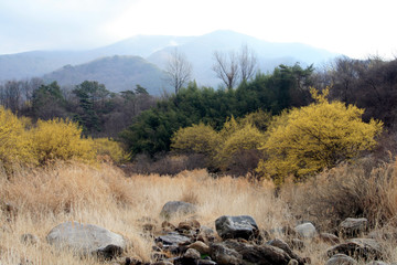 Poster - Mountain Suty Flower