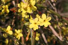 Jasminum Nudiflorum In Bloom. Winter Jasmine Bush With Beautiful Yellow Flowers In Springtime