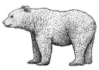 brown bear illustration, drawing, engraving, ink, line art, vector