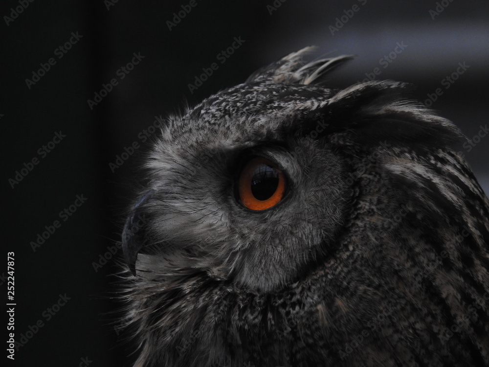 Owl's Deadly Eye - obrazy, fototapety, plakaty 