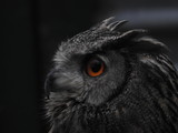 Fototapeta Zwierzęta - Owl's Deadly Eye