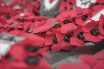 Red Poppies for remembrance day