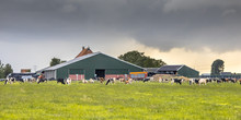 Dairy Farm On Dutch Countryside