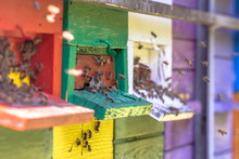 Bees Flying To Colorful Beehive
