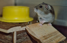 Russian Female Hamster In Her Terrarium