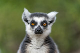Fototapeta Big Ben - Close up of Lemur with green background