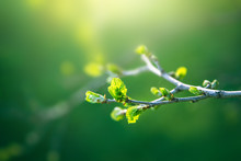Fresh Young Green Leaves Of Twig Tree Growing In Spring. Beautiful Green Leaf Nature Outdoor Background With Copy Space