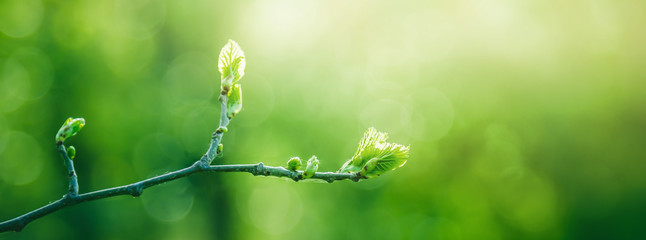 Fresh young green leaves of twig tree growing in spring. Beautiful green leaf nature outdoor background with copy space