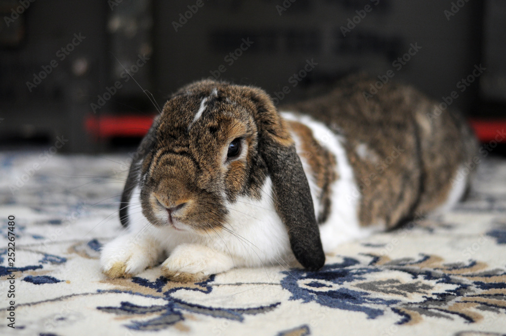 Uroczy biało brązowy puchaty królik uszatek leży i  odpoczywa na dywanie - obrazy, fototapety, plakaty 