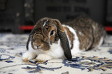 Uroczy biało brązowy puchaty królik uszatek leży i  odpoczywa na dywanie
