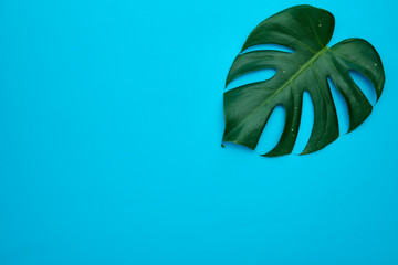 Monstera leaves plant on blue background