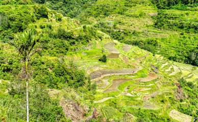 Poster - Banaue Rice Terraces - northern Luzon, UNESCO world heritage in Philippines.