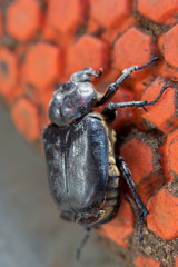 beetle bug