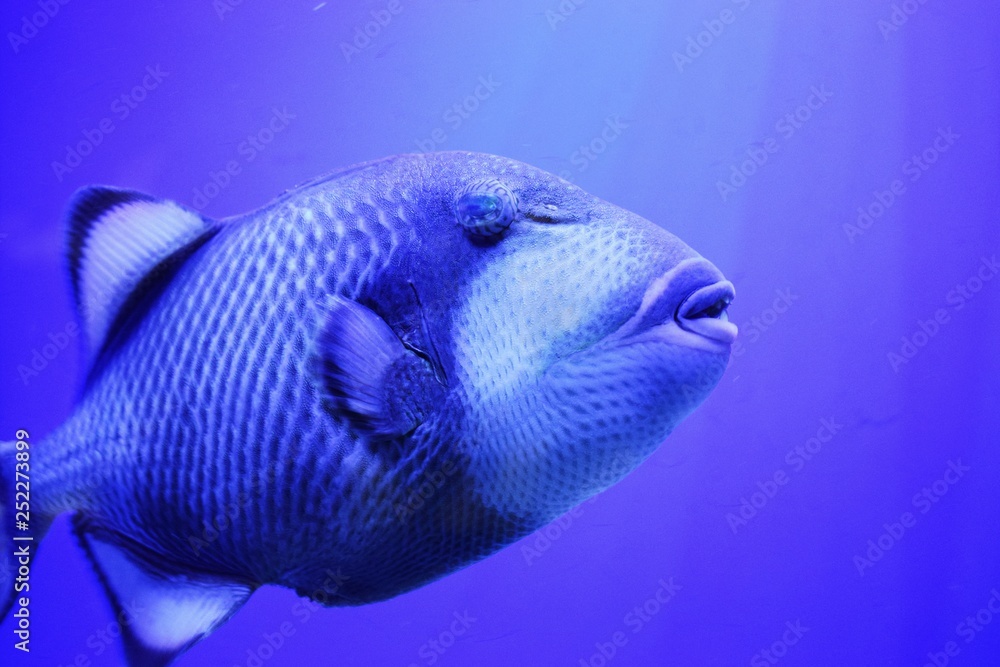 The Redtoothed triggerfish (Odonus niger) is a triggerfish of the ...