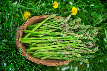 Poster - Asparagus